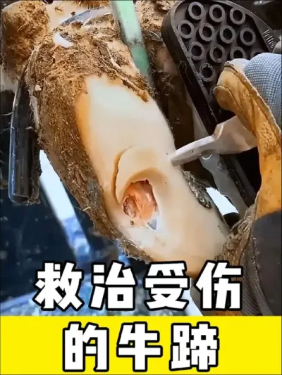 解压的牛蹄治疗过程#解压 #解压视频 #牛蹄 #农场 #修复牛蹄