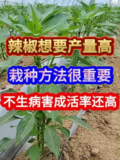 辣椒想要产量高栽种方法很重要不生病害成活率还高 #种植小技巧 #农业种植 #分享农业知识帮农民增产增收 #服务三农支持三农 #辣椒种植