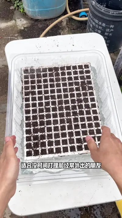 籽播草莓 籽播草莓好，籽播草莓劲，籽播草莓冇得顶😌#盆栽草莓 #记录我的种植生活 #三农 #草莓种植管理技术和方法