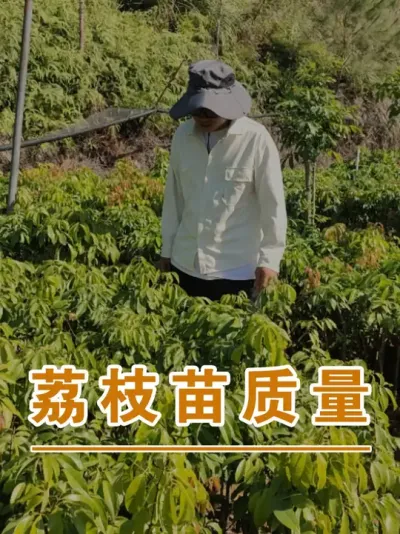 为了口碑，有些苗不够好心痛也要扔掉了#广西灵山荔枝果苗#农业创业#抖音新农人计划2025#吕老师种果苗