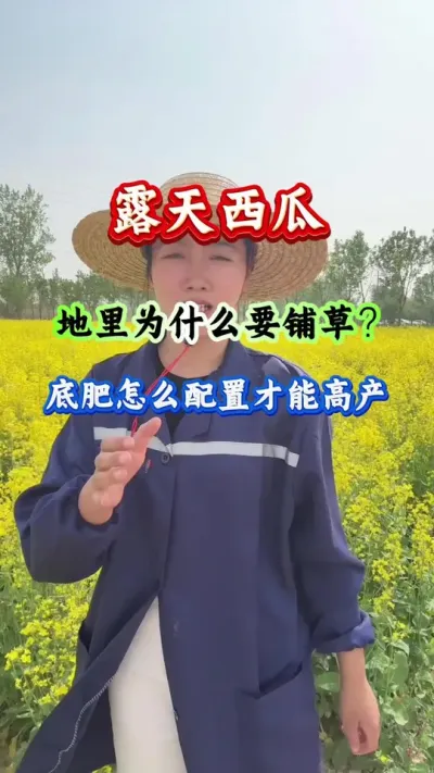 西瓜种植 露天西瓜地里为什么要铺草 #西瓜种植 #西瓜管理 #西瓜高产 #露天西瓜