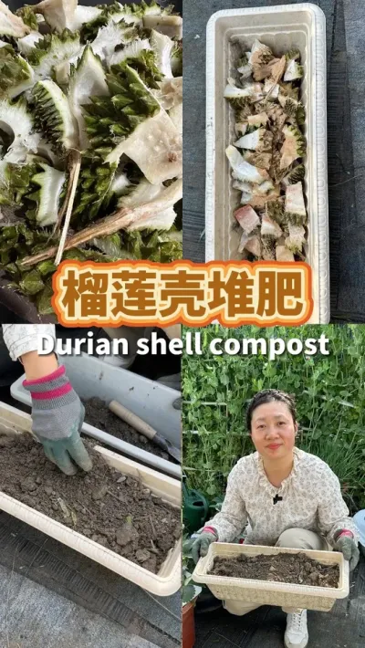 榴莲壳不要丢 简单一步变成松松软软有机土，用来养花种菜都很棒#堆肥 #变废为宝 #种植小技巧 #土壤改良