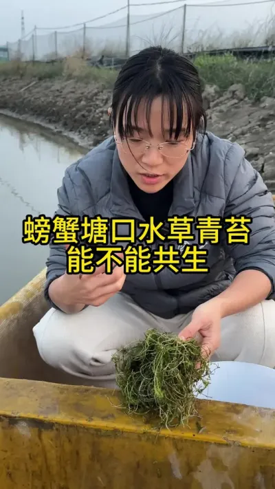 螃蟹塘口水草青苔能不能共同生存！！！ #渔多多养殖模式 #三农 #河蟹养殖 #水产养殖 #大闸蟹养殖