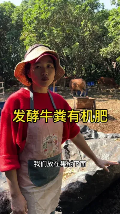 发酵牛粪有机肥#农业技术推广 #2024新农人计划 #dou来广东百千万 #青dou计划
