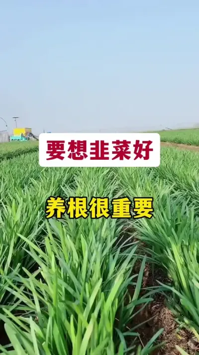 要想韭菜好，养根最重要。#韭菜种植 #韭菜养根 #韭菜养根期管理 #韭菜种植管理 #韭菜施什么肥根粗