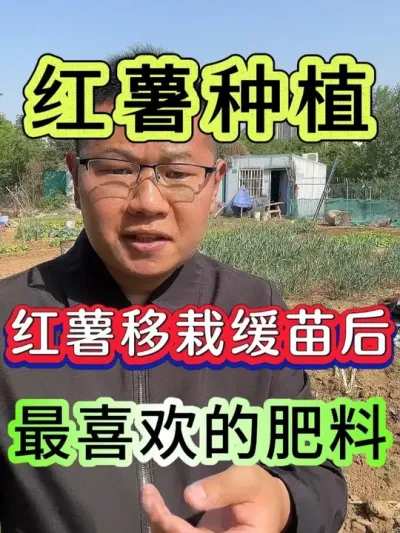 红薯移栽缓苗后最喜欢的肥料 #红薯 #红薯种植 #红薯高产种植 #红薯高产 #种红薯