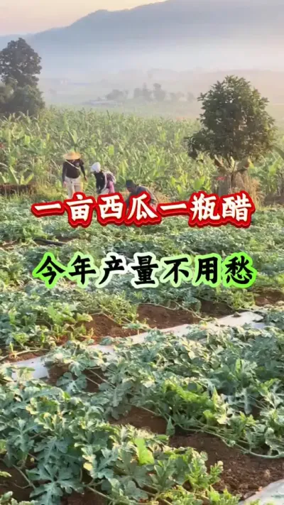 西瓜种植 一亩西瓜一瓶醋今年产量不用愁 #西瓜种植 #西瓜管理 #西瓜高产 #病害防治