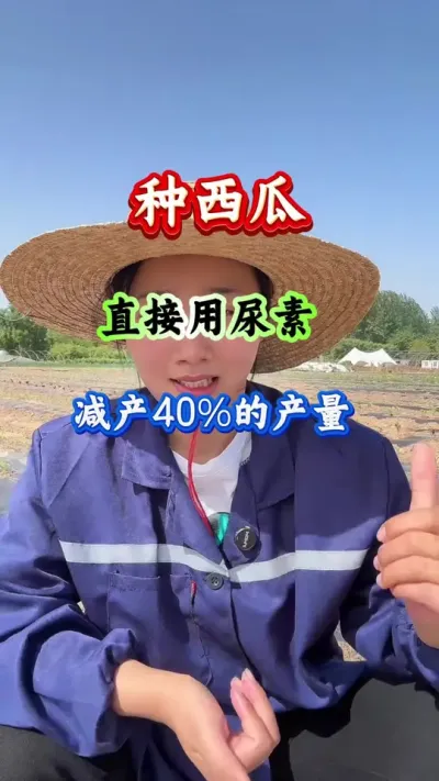 西瓜种植 种西瓜直接用尿素减产40%的产量 #西瓜种植 #西瓜管理 #西瓜高产