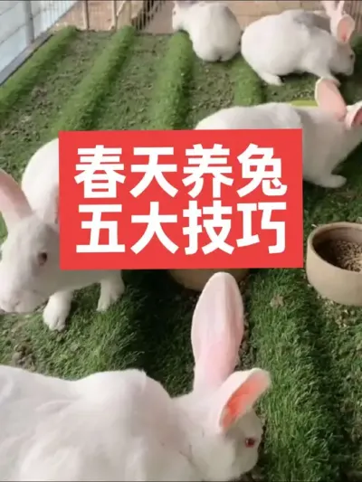 春天养兔，五大技巧 #兔子#养兔#养殖#三农#养兔人