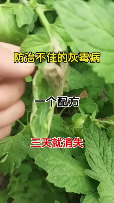 灰霉病，打不住，不用愁，教你一个配方，三天就消失#灰霉病防治 #灰霉病 #农业种植 #抖音助农