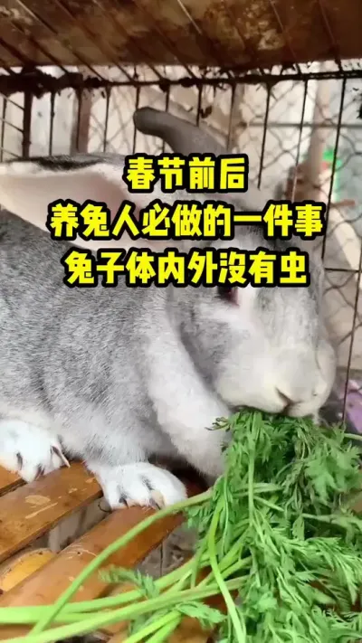 春节前后，养兔人一定要做的一件事 #兔子#养殖#三农#养兔人