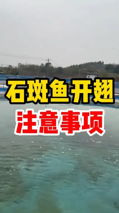 石斑鱼开翅注意事项 #水产养殖 #养鱼日记 #养鱼人 #水族 #淡水鱼