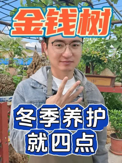 注意这四点，让你冬季也能养好金钱树！ #养花 #花卉绿植 #金钱树