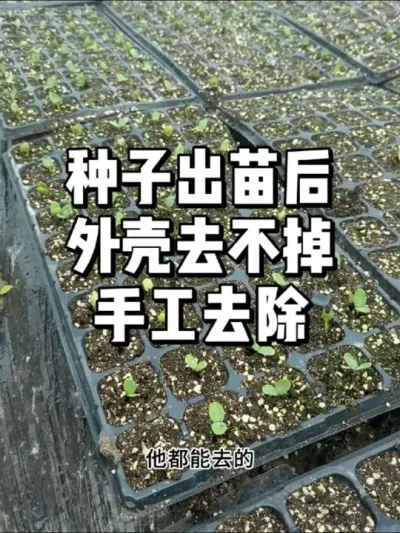 种子出芽后外壳去不掉怎么解决 #三农 #农业种植 #种菜 #种植