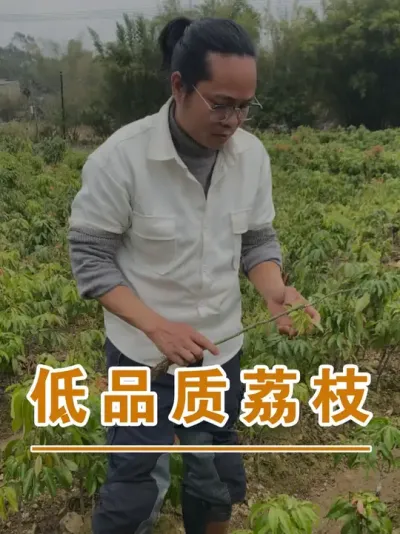拿到田边烧了当肥料#广西灵山荔枝果苗#农业创业#抖音新农人计划2025#吕老师种果苗