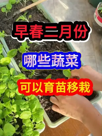 早春二月哪些蔬菜可以育苗移栽 #农业种植 #种植小技巧 #三农 #关注我一起学种菜 #新农人计划