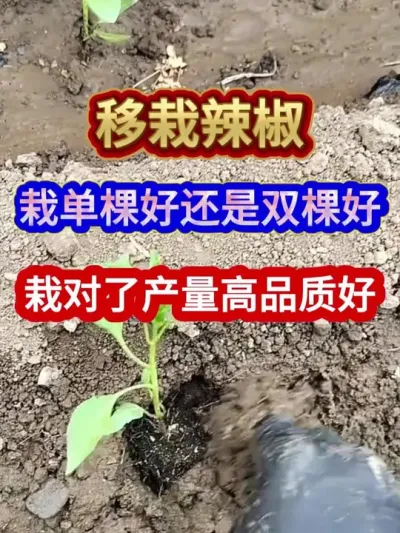 移栽辣椒单棵好还是双棵好栽对了产量高品质好 #辣椒种植 #农业种植 #辣椒种植技术 #三农 #种植小技巧