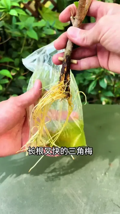 这是我用过扦插三角梅，最简单，长根快又多的方法#扦插 #种植小技巧 #三角梅
