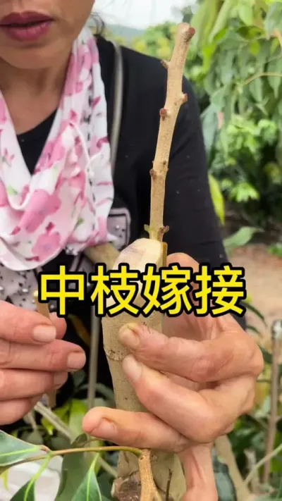 中枝嫁接#嫁接技术 #2024新农人计划 #dou来广东百千万 #青dou计划