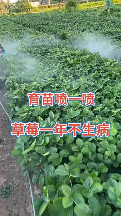 草莓育苗用上它，各种病害不入侵#农业种植 #记录生活 #草莓苗育苗基地