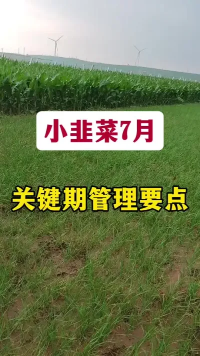 小韭菜7月份关键期管理要点。#韭菜管理 #韭菜种植 #韭菜高产 #韭菜种植技术 #韭菜管理技术