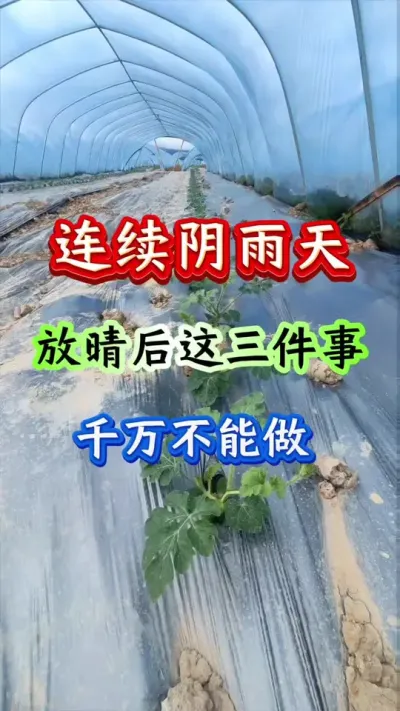 西瓜种植 连续阴雨天放晴后这三件事千万不能做#西瓜种植#西瓜管理#西瓜高产