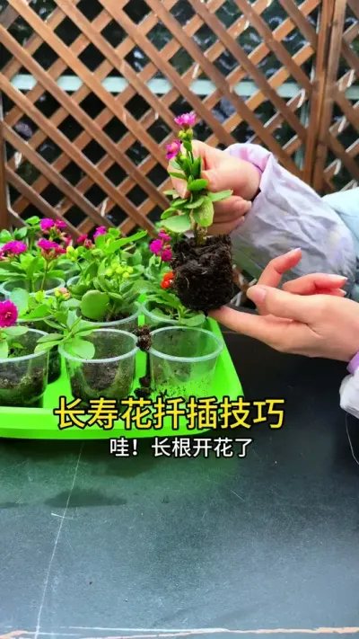 长寿花这样扦插，后期不用管，成活率高长更快#扦插 #长寿花 #花卉绿植