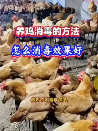 养鸡用哪些消毒剂对鸡没有伤害#养鸡技术 #养鸡#养鸡消毒#鸡消毒#科学养鸡