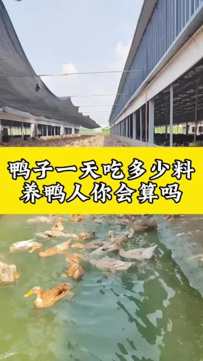 鸭子一天吃多少饲料#肉鸭养殖 #养鸭人 #禽病技术指导 #每天分享养殖技术和经验 #番鸭