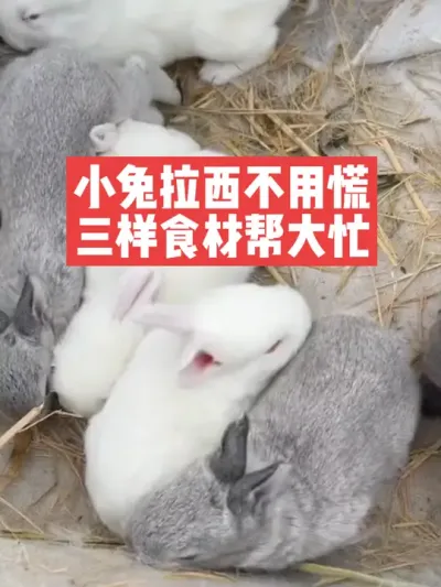 小兔拉西不用慌，三样食材帮大忙 #兔子#三农#养殖