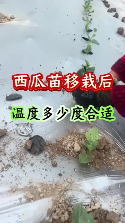 西瓜种植 西瓜苗移栽后温度多少度合适#西瓜种植 #西瓜管理#西瓜温度