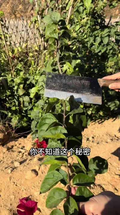 修剪三角梅，你不知道这个秘密，那就亏大了#三角梅 #修剪#花卉绿植