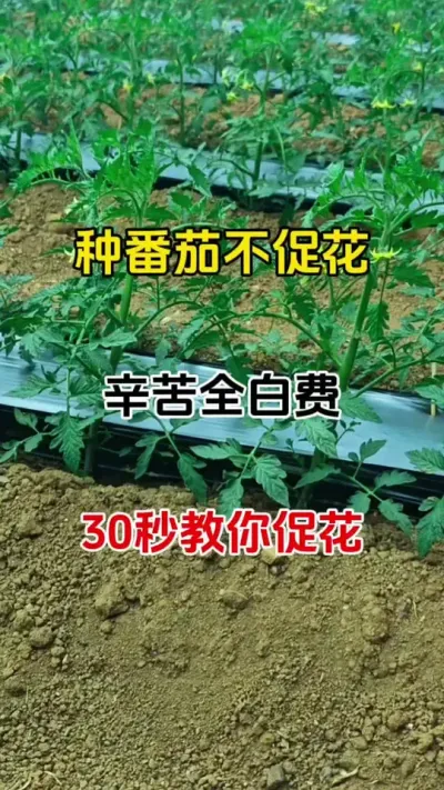 种番茄不促花，辛苦全白费，30秒教你快速促花，无激素，瓜果蔬菜都适用#西红柿种植 #促花保果 #农业种植