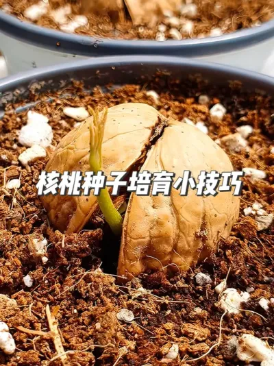 核桃怎么种植？教你一招，硬核种子轻松发芽成长！ #种子培育 #种植小技巧 #核桃种植 #盆栽核桃 #园艺生活