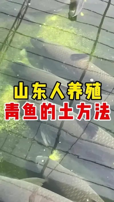 山东人养青鱼的土方法 #水产养殖技术  #水产养殖 #养鱼日记 #养鱼 #青鱼@抖加🔥上热门🔥dou+🔥热点宝