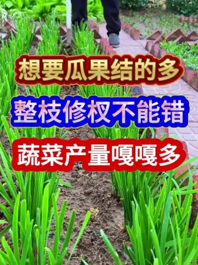 想要瓜果结的多整枝修杈不能错蔬菜产量嘎嘎多 #蔬菜种植 #番茄种植 #农业种植 #种植小技巧 #三农