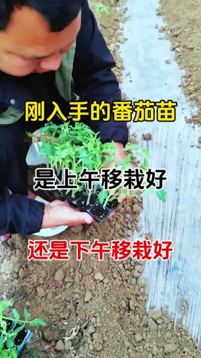 刚入的番茄苗是上午移栽好还是下午移栽好？想要种出高产少问题的番茄，这个视频告诉你#番茄种植 #病害防治 #农业种植