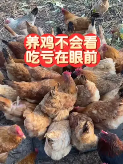 养鸡要学会这三看，才能及时发现鸡群问题及早解决#养鸡技术 #养鸡知识 #科学养鸡 #养鸡人 #养鸡技术指导