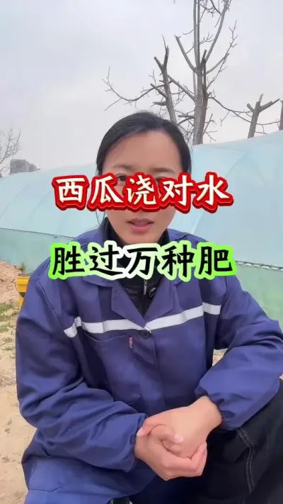 西瓜种植 西瓜浇对水胜过万种肥 #西瓜种植 #西瓜管理 #西瓜高产 #种西瓜