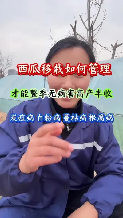 西瓜种植 西瓜苗移栽之后如何管理才能整季无病害高产丰收#西瓜种植#西瓜管理#西瓜高产#种西瓜