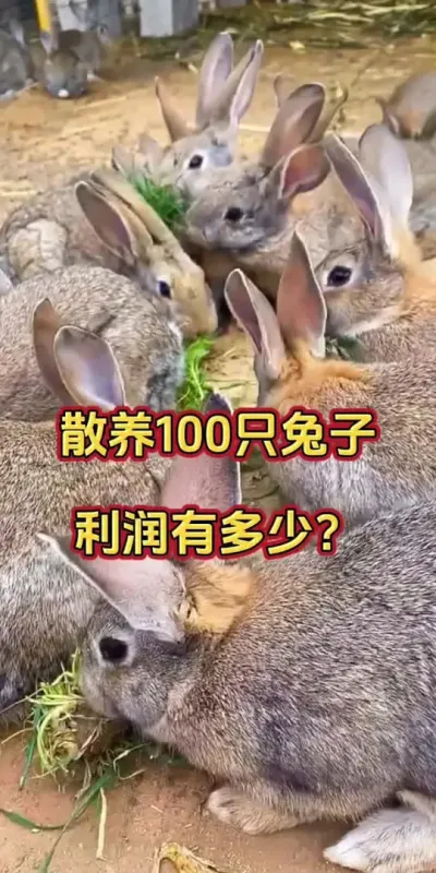 散养100只兔子一年利润有多少#散养兔 #兔子 #科学养兔 #肉兔 #养兔人