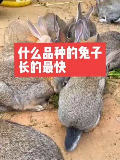 什么品种的兔子长的最快，你知道吗？ #兔子#养殖#三农#养兔#养兔人