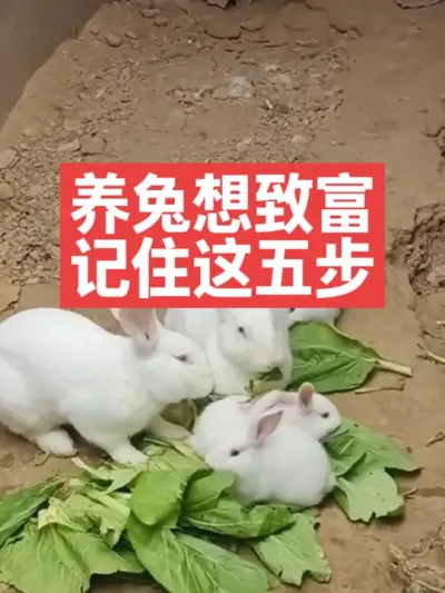 养兔想致富，记住这五步 #兔子#养殖#养兔#三农#养兔人