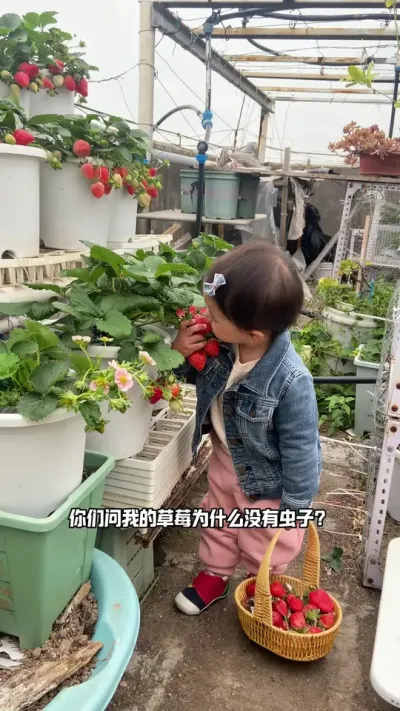 绿色盆栽草莓 小朋友干活很认真，虫子来了都得绕路走#盆栽草莓苗 #草莓种植管理技术和方法 #捕食螨 #记录我的种植生活 #我的阳台小花园