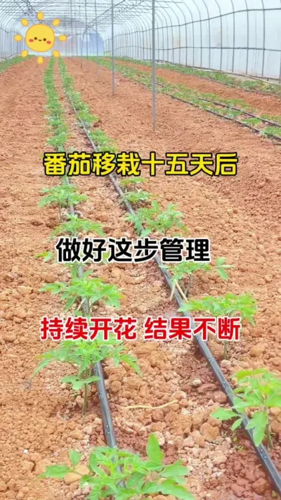 番茄移栽15天后做好这步管理，持续开花，花多花大，花壮，不断结果#番茄种植 #促花保果 #抖音助农