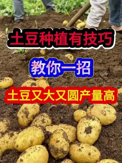 土豆种植有技巧教你一招土豆又大又圆产量高 #土豆种植 #农业种植 #种植小技巧 #三农 #分享农业知识帮农民增产增收
