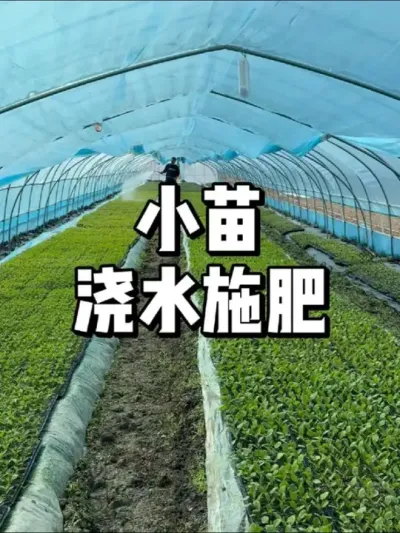 小苗在什么时间浇水施肥最好 #农业种植 #种植 #三农 #种菜