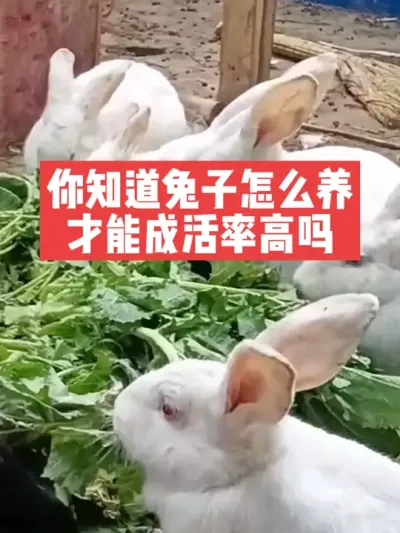 你知道兔子怎么养，兔子才能成活率高吗？ #三农#养兔子#养殖#兔子