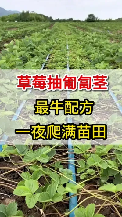 草莓匍匐茎，一招大量抽#草莓匍匐茎#三农
