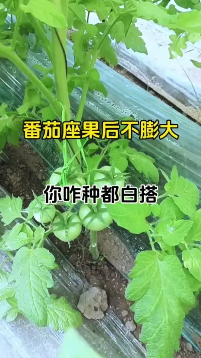 果子长不大，不用愁，一招搞定#果实膨大秘方 #番茄种植 #西红柿膨果专用叶面肥 #农业种植